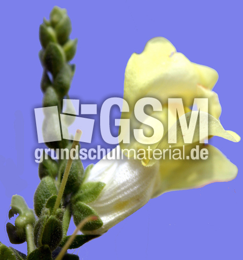 Loewenmaeulchen-gelb.jpg